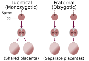 How are twins formed