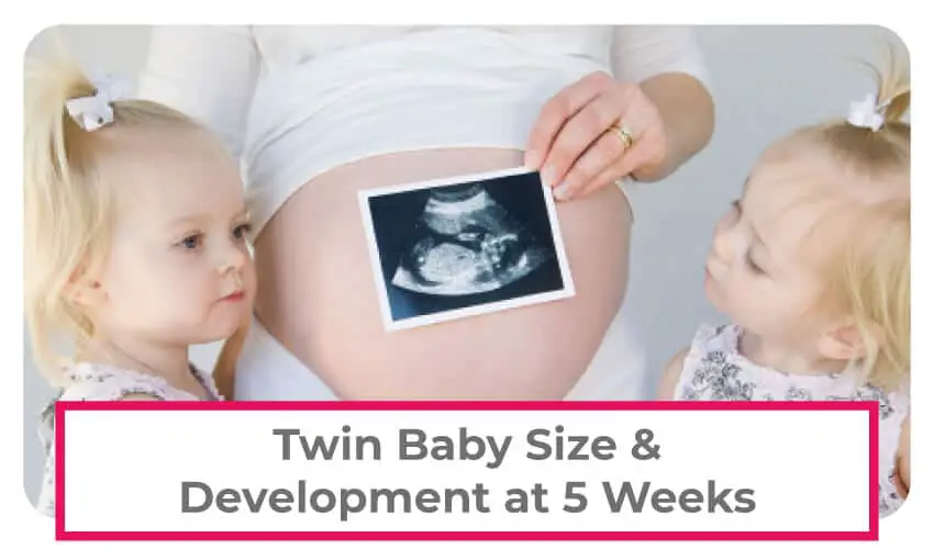 Gather information on the size of twins and their development at 5 weeks pregnant. 