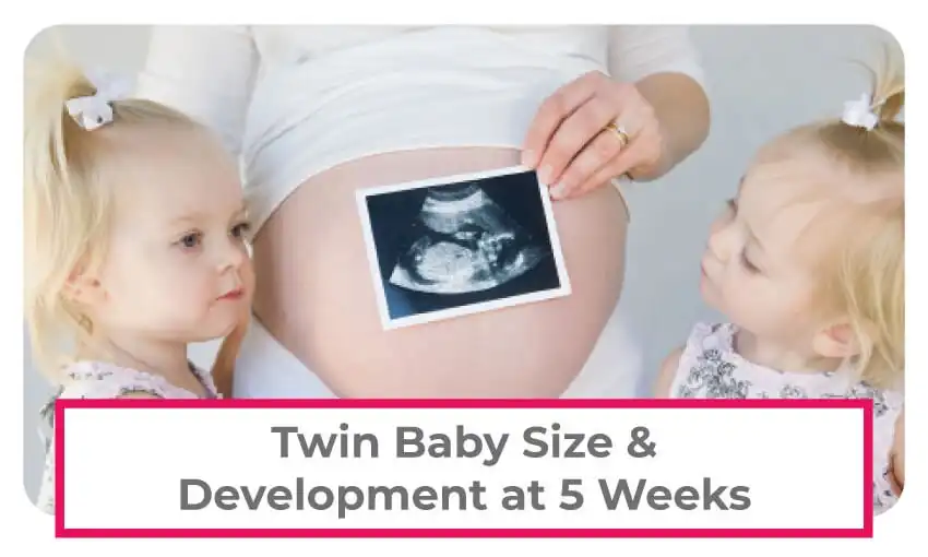 size of baby at 5 weeks - hiccups pregnancy