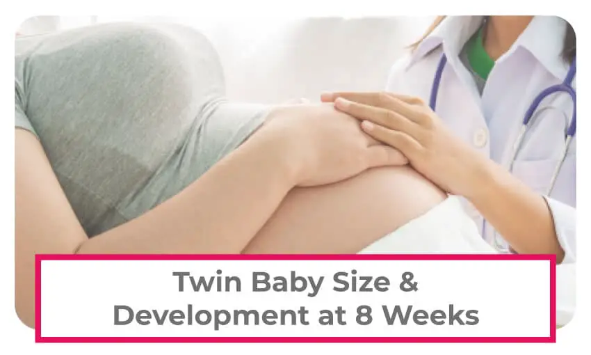 Twin baby size and development at 8 weeks pregnant.  