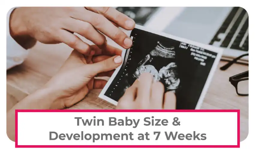 Information on the size of twin babies and their development at 7 weeks pregnant. 